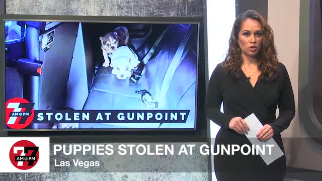 Las Vegas Review Journal News | Puppies stolen at gunpoint