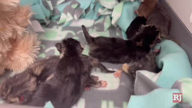 Las Vegas Review Journal News | Newborn kittens found in dumpster looking for forever homes