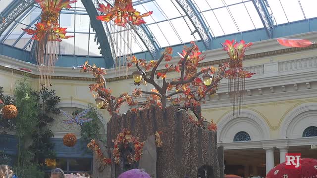 Las Vegas Review Journal News | Bellagio Conservatory in full autumn display