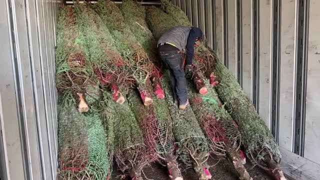 Las Vegas Review Journal Sports | Christmas tree retailer says don’t wait this year