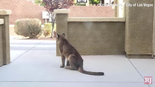 Las Vegas Review Journal News | Mountain lion captured in northwest Las Vegas Valley