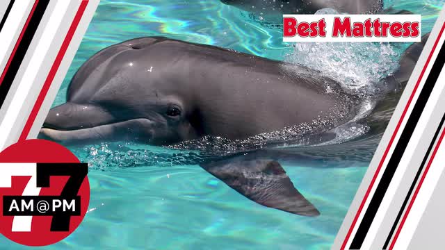 LVRJ Entertainment 7@7 | Dolphin dies at Mirage Secret Garden