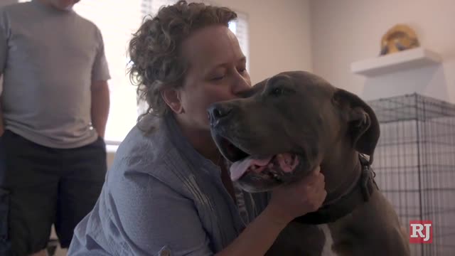 Las Vegas Review Journal News | A shelter transformed