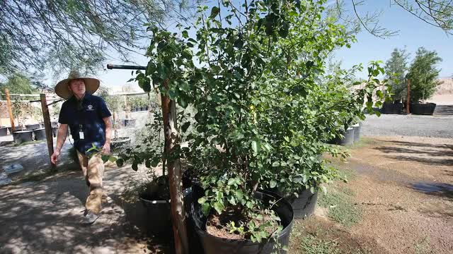 Las Vegas Review Journal News | Seedlings  from 9/11 Survivor Tree to be planted