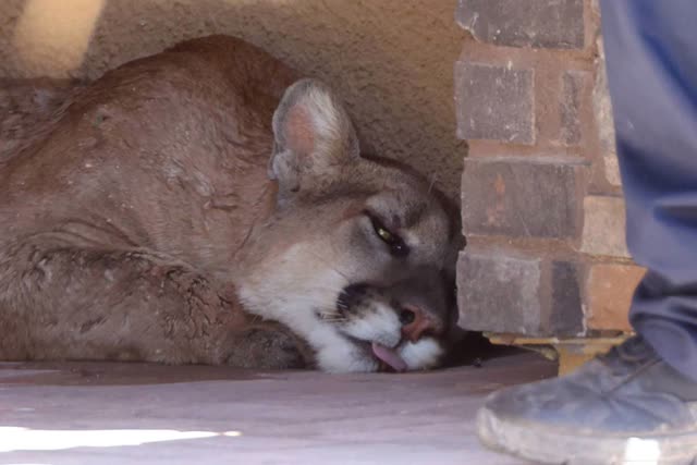 Las Vegas Review Journal News | Mountain Lion Sighting in Summerlin