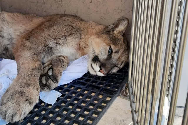 Las Vegas Review Journal News | Captured mountain lion freed into Spring Mountains
