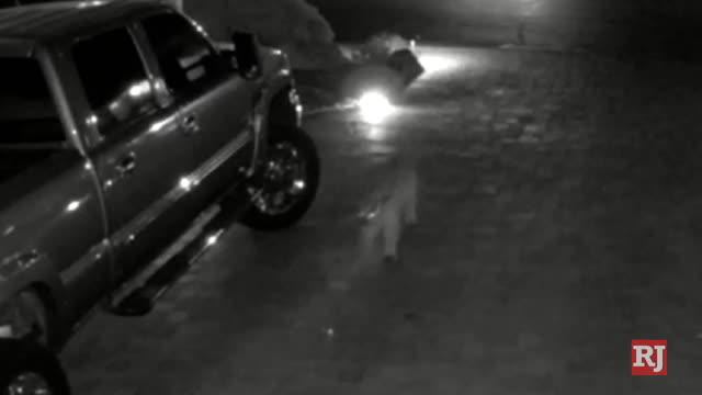 Las Vegas Review Journal News | Mountain Lion Spotted in Las Vegas Valley