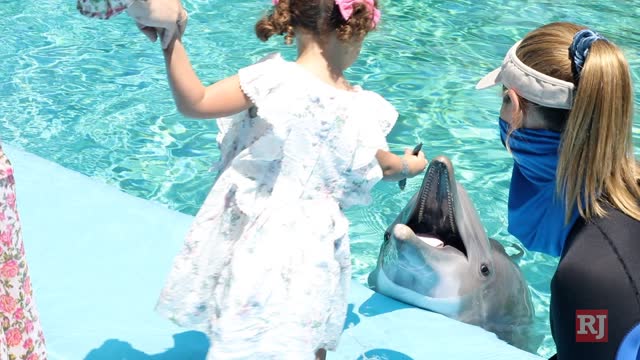 Las Vegas Review Journal Entertainment | Mirage dolphin habitat reopens
