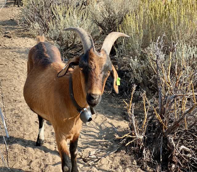 Las Vegas Review Journal | Want to prevent wildfires? Get some goats.