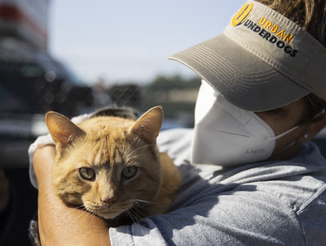 Las Vegas Review Journal News | A non-profit organization dedicated to the homeless pets